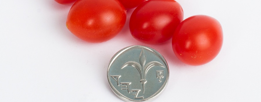 Израильские фермеры вырастили сорт самых мелких помидоров
