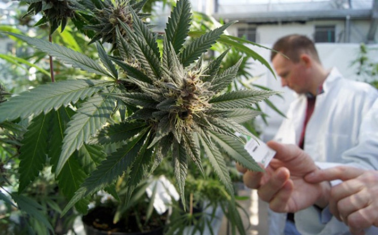 Правительство Израиля одобрит экспорт марихуаны