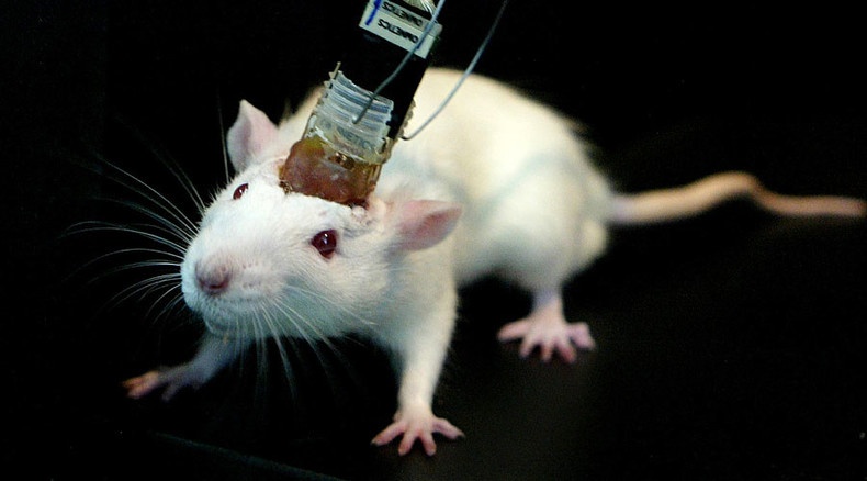Ученые пересадили человеческий мозг мыши