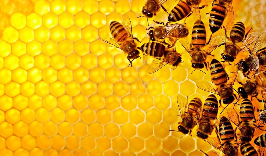 Пчёлы могут исчезнуть - предупреждение учёных