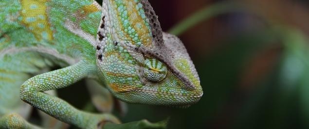 Chameleons’ Eyes Can’t Look In Two Directions At Once, Research Shows