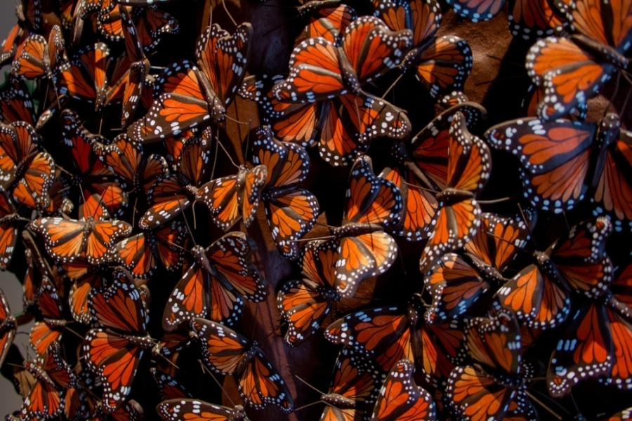 10 самых красивых бабочек Израиля