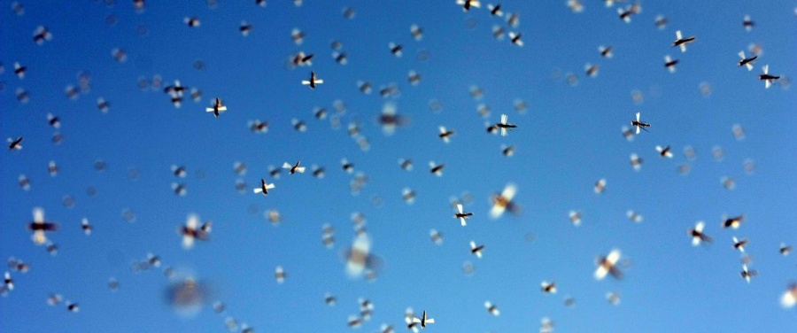 Израильские ученые: мигрирующих насекомых в 8 раз больше, чем перелетных птиц