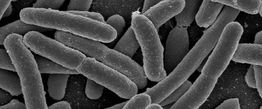 Израильские ученые: антибиотики ускоряют рост бактерий в 20 раз