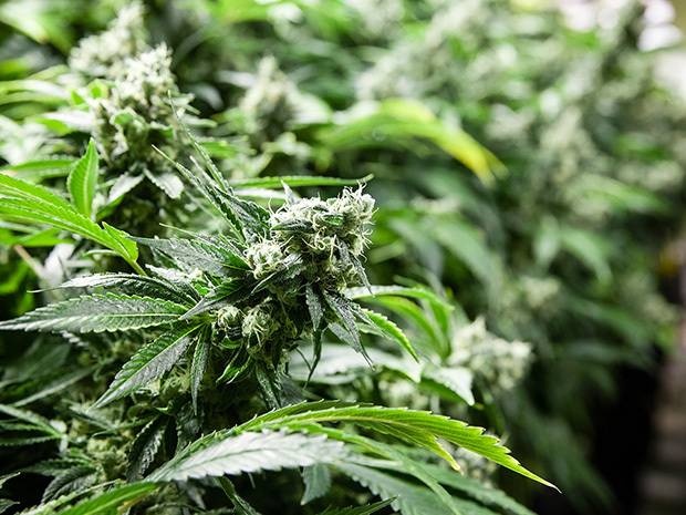 В Канаде медицинская марихуана признана кошерной