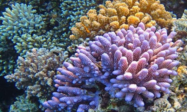 Гавайское правительство спасает кораллы