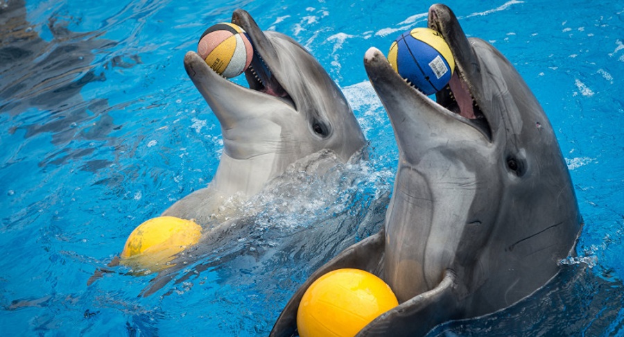 В Украине требуют защитить права дельфинов