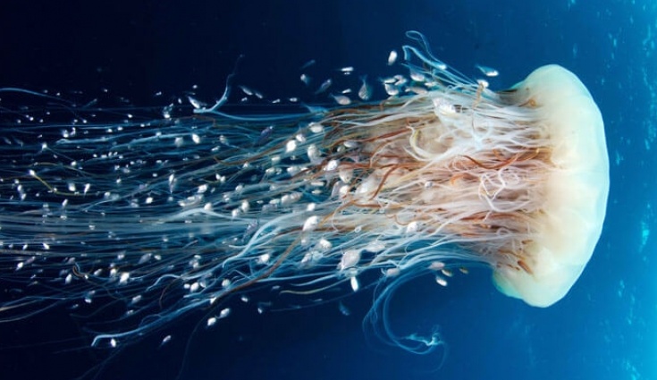 Медузы научатся чистить море от пластика