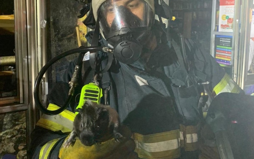 Пожарный со спасённым животным на руках