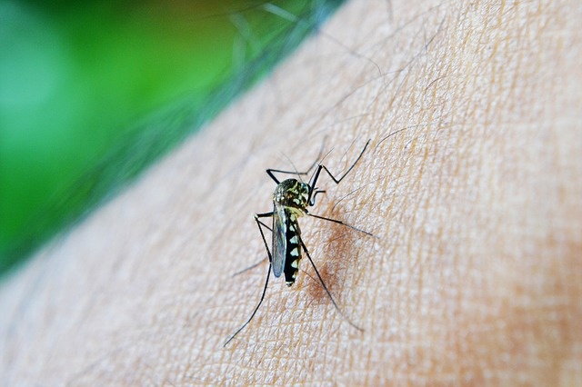 Израильские ученые совершили прорыв в борьбе с малярией