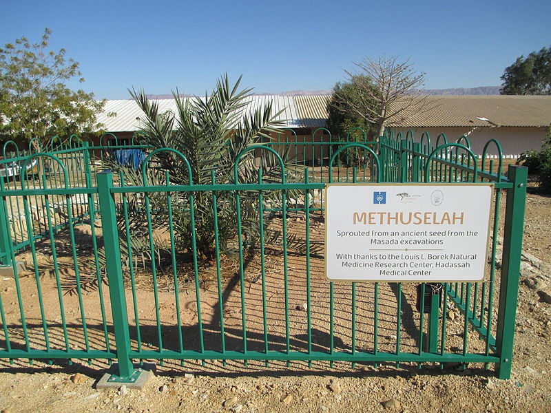 Израильские ученые намерены вырастить потомство Иудейской финиковой пальмы