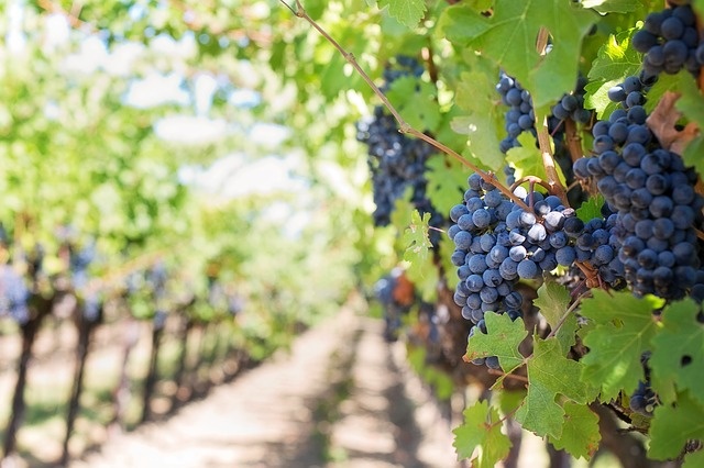 В Израиле выращивают виноград, который плодоносит даже зимой