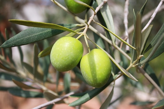 В Иерусалиме пройдет конкурс оливкового масла