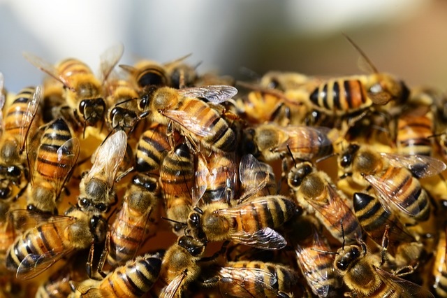 Израильских пчел ждут в Японии