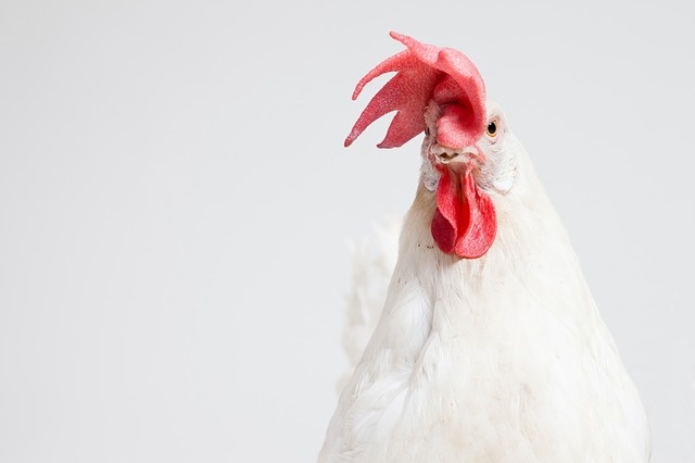 Ученые: Первыми курицу стали выращивать для употребления в пищу в Израиле
