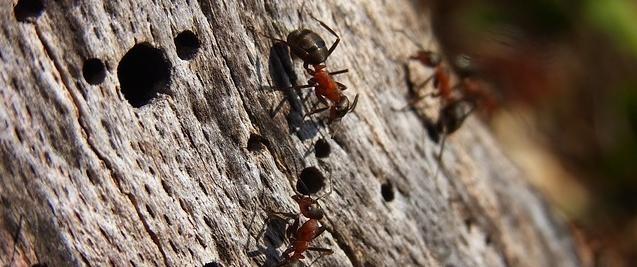 Израильские ученые разгадали секрет муравьев