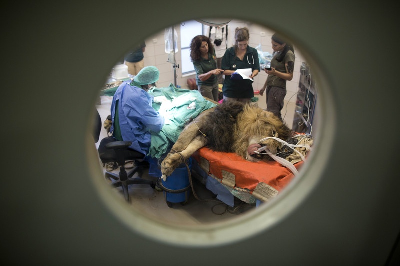 Израильские ветеринары прооперировали африканского льва