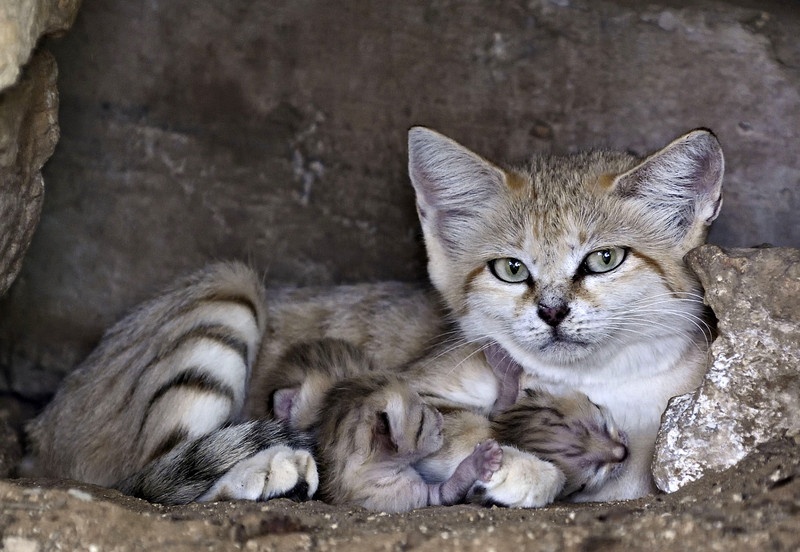 Сафари-парк в Израиле показал детенышей редкого барханного кота