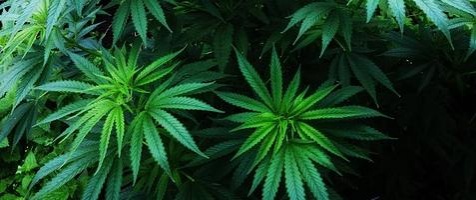 Израильские ученые выяснили, что марихуана помогает при рассеянном склерозе
