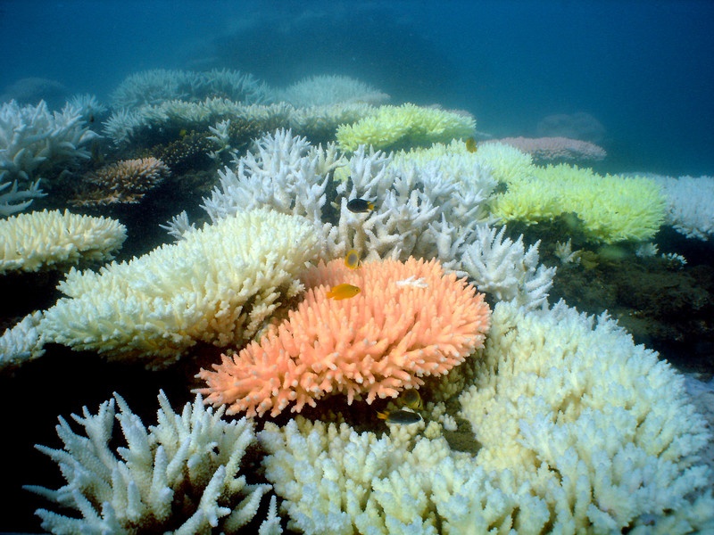 Израильские ученые: солнцезащитные кремы убивают коралловые рифы