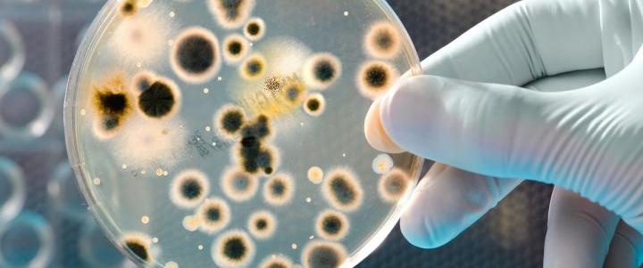 Израильские ученые пересчитали бактерии в организме человека