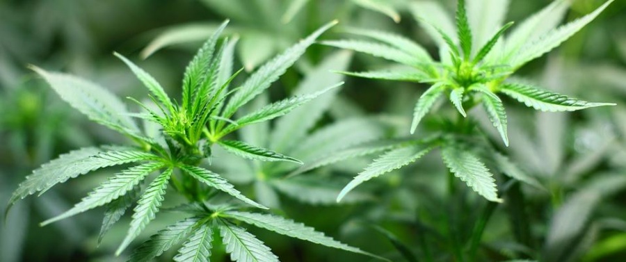 Израильские ученые доказали пользу медицинской марихуаны