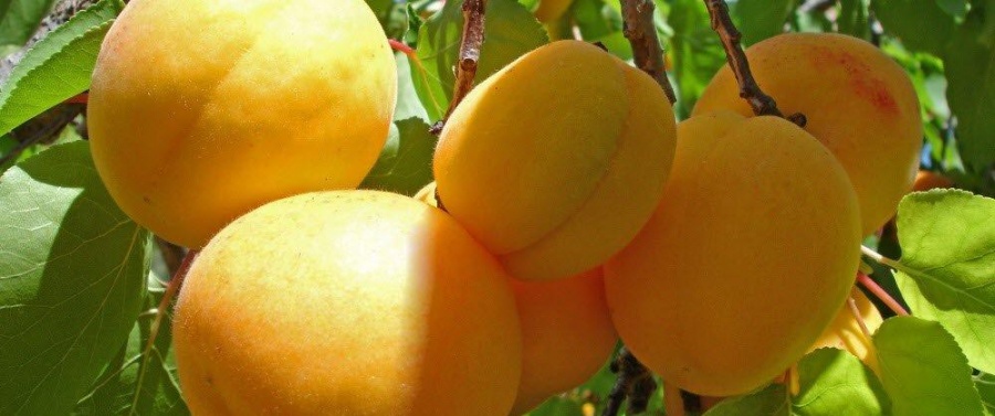 В Израиле создали устойчивые к жаре абрикосы