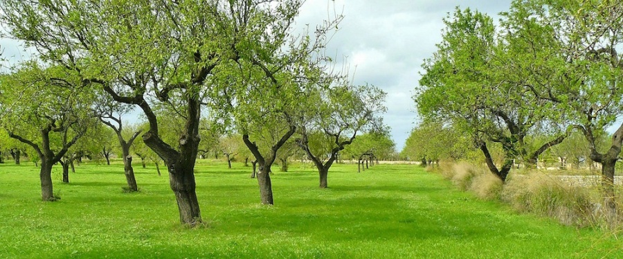 Народный депутат Украины Александр Фельдман хочет высадить в Израиле 1000 деревьев