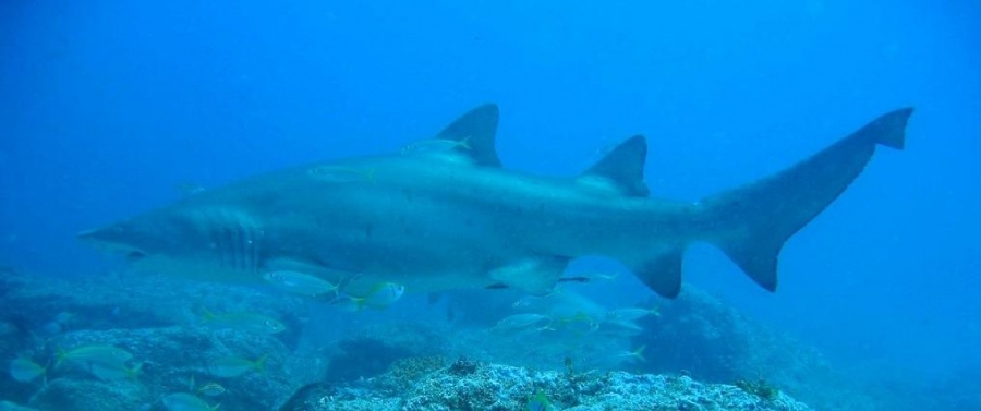 На побережье Хадеры выплыли несколько стай акул (видео)