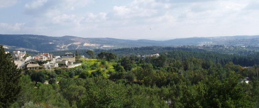 Украинцы посадят в Израиле 60 деревьев