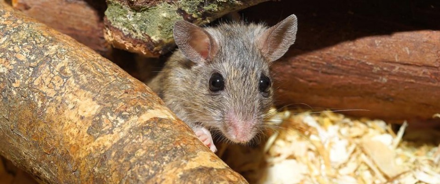 Ученые: мыши обитают в израильских домах более 15 тысяч лет