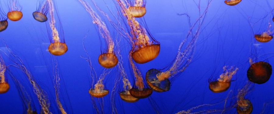 Израильское побережье переполнено медузами