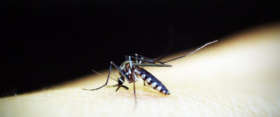 В Израиле впервые обнаружен опасный для жизни тигровый комар