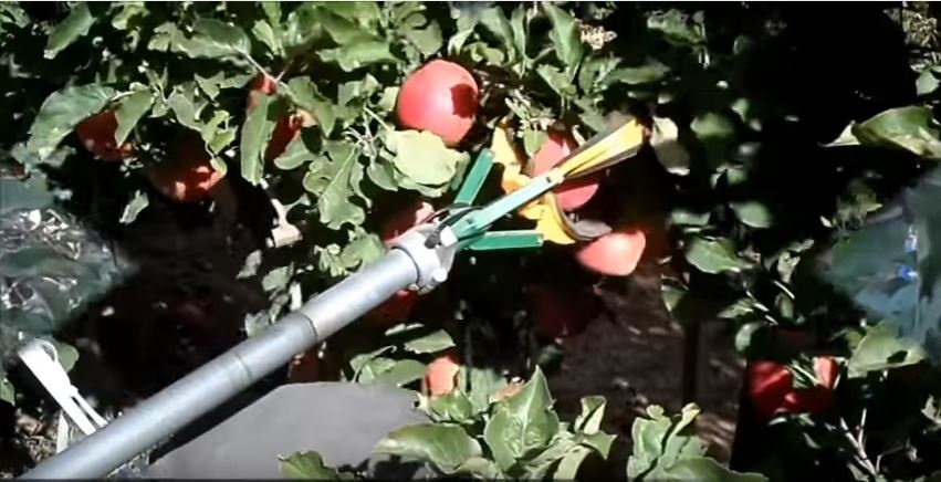 В Израиле создали самообучающегося робота для уборки урожая