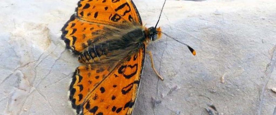 В Израиле впервые за 109 лет открыли новый вид бабочек (фото)